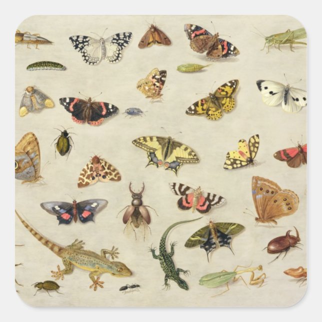 Adesivo Quadrado Estudo de insetos (Frente)