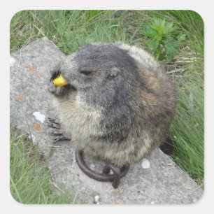 Adesivo Quadrado Etiquetas-marmota