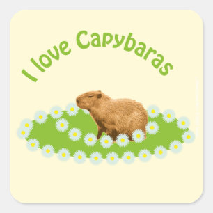 Adesivo Quadrado Eu amo Capybaras