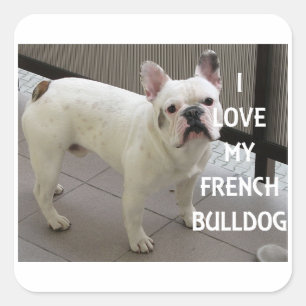 Adesivo Quadrado Eu Amo Meu Buldogue Francês