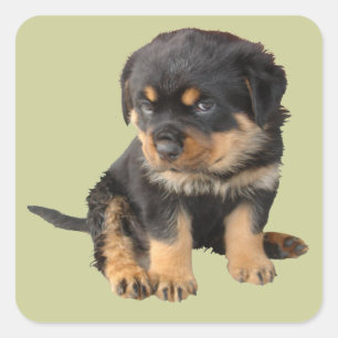 Adesivo Quadrado Eu não preciso ser dito que sou giro