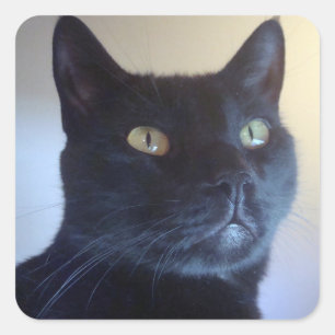 Adesivo Quadrado Eu Sou Gato Sticker