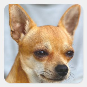 Adesivo Quadrado Eu tenho um cachorrinho tão engraçado. Meu Cacho