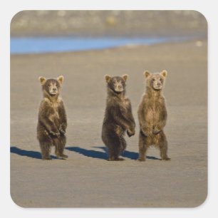 Adesivo Quadrado EUA. Alasca. Filhotes de urso pardo costeiro