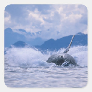 Adesivo Quadrado EUA, Alasca, Floresta Nacional Tongass, Jubarte