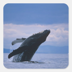 Adesivo Quadrado EUA, Alasca, Floresta Nacional Tongass, Jubarte