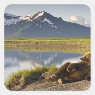 Adesivo Quadrado EUA, Alasca, Parque Nacional Katmai, Ursos Pardo