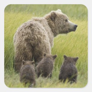 Adesivo Quadrado EUA, Alasca, Parque Nacional Lake Clark. Urso-pard
