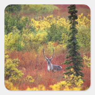 Adesivo Quadrado EUA, Alaska, parque nacional de Denali. Caribu e