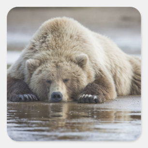 Adesivo Quadrado EUA, Alaska, parque nacional de Katmai, urso de