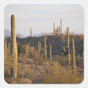 Adesivo Quadrado EUA, Arizona, Deserto de Sonoran, Ajo, Ajo 2