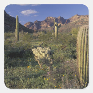 Adesivo Quadrado EUA, Arizona, Monumento Nacional Organ Pipe.