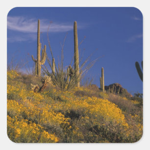 Adesivo Quadrado EUA, Arizona, Parque Nacional do Cacto Organ Pipe