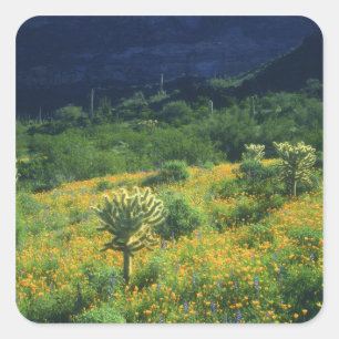 Adesivo Quadrado EUA, Arizona, Parque Nacional do Cacto Organ Pipe
