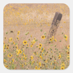 Adesivo Quadrado EUA, Califórnia, Adin. Cerca De Fios De Barbed