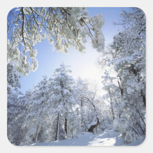 Adesivo Quadrado EUA, Califórnia, Cleveland National Forest,