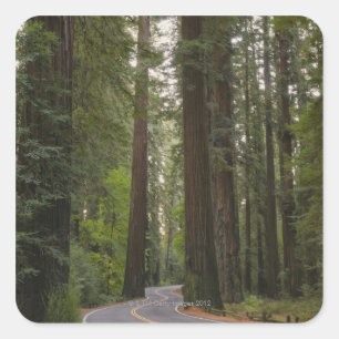 Adesivo Quadrado EUA, Califórnia, estrada através da floresta 2 d