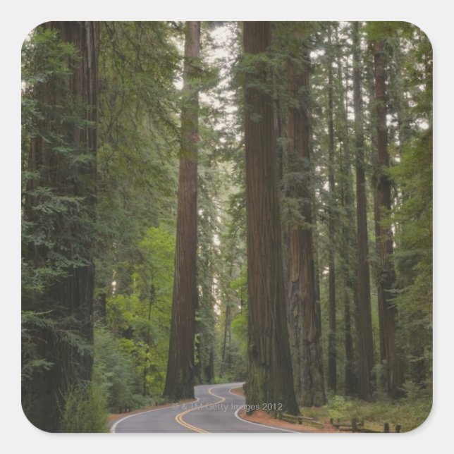 Adesivo Quadrado EUA, Califórnia, estrada através da floresta Redwo (Frente)