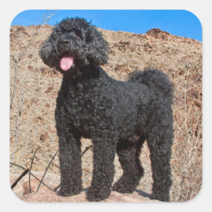 Adesivo Quadrado EUA, Califórnia. Labradoodle em Pé