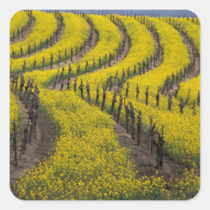 Adesivo Quadrado EUA, Califórnia, Napa Valley, Los Carneros Ava.
