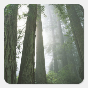 Adesivo Quadrado EUA, Califórnia, Parque Nacional Redwood.
