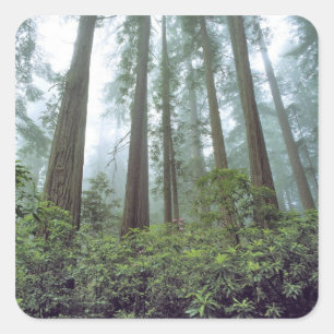 Adesivo Quadrado EUA, Califórnia, Redwood NP. Névoa filtra o
