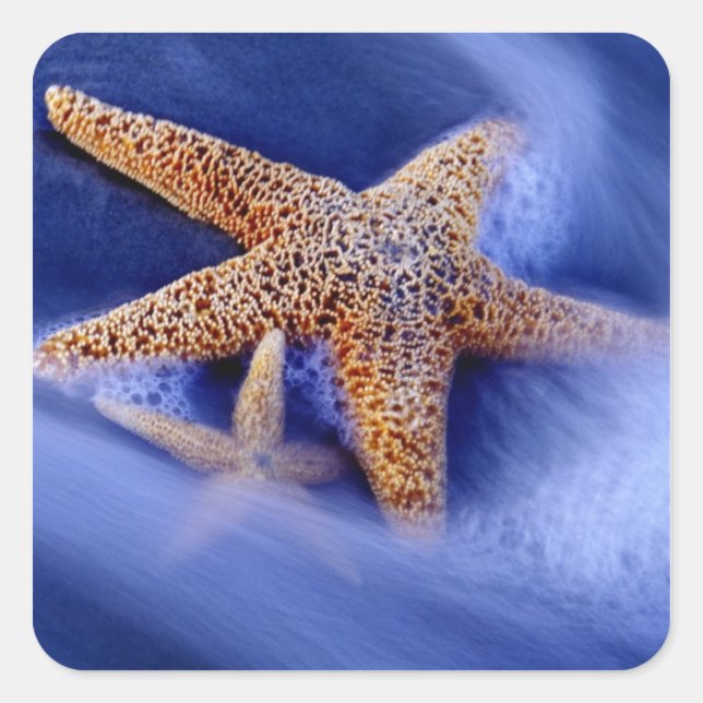 Adesivo Quadrado EUA, Carolina do Sul, Ilha Hilton Head. Dois (Frente)