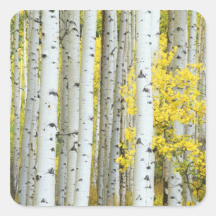 Adesivo Quadrado EUA, Colorado, Floresta Nacional White River,