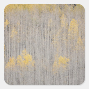 Adesivo Quadrado EUA, Colorado, White River National Forest.