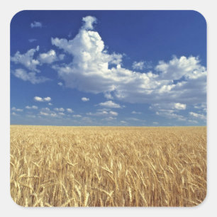 Adesivo Quadrado EUA, Estado de Washington, Colfax. Trigo-lombo