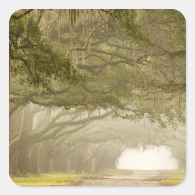 Adesivo Quadrado EUA, Geórgia, Savannah, um carro de carvalho (Frente)