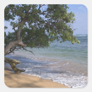 Adesivo Quadrado EUA, Havaí, Kauai, cena de praia. RF)