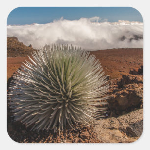 Adesivo Quadrado EUA, Havaí, Maui, Parque Nacional Haleakala