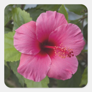 Adesivo Quadrado EUA, Havaí, Oahu. O Hibisco é o 2