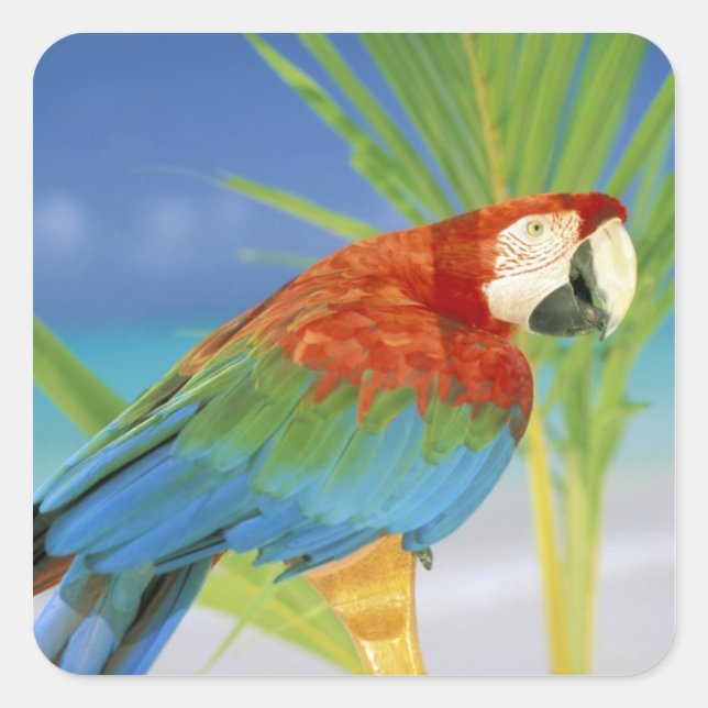 Adesivo Quadrado EUA, Havaí. Papagaio (Frente)