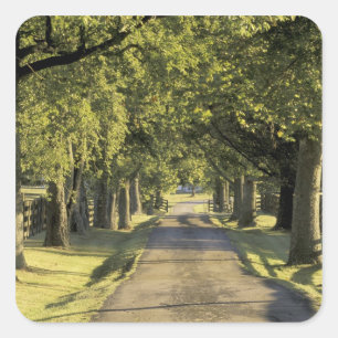 Adesivo Quadrado EUA, Kentucky, Lexington. Estrada arborizada,
