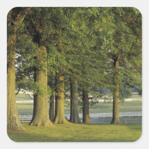 Adesivo Quadrado EUA, Kentucky, Lexington. Fileira de árvores e