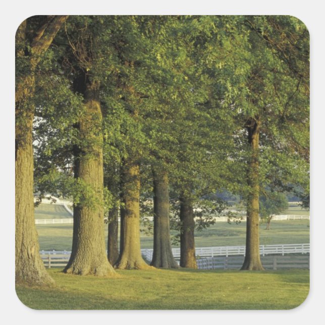 Adesivo Quadrado EUA, Kentucky, Lexington. Fileira de árvores e (Frente)