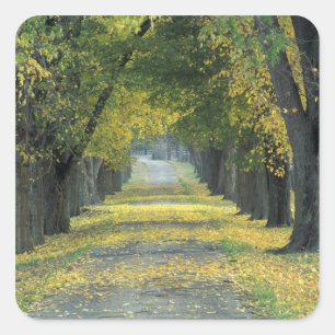 Adesivo Quadrado EUA, Kentucky, Louisville. Estrada arborizada em