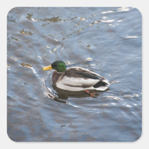 Adesivo Quadrado EUA, Maine, Camden, pato do pato selvagem no lago