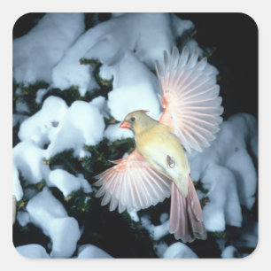 Adesivo Quadrado EUA, Minnesota, Mendota Heights, Cardinal feminino