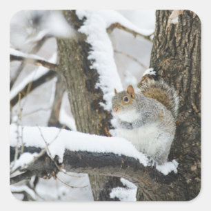 Adesivo Quadrado EUA, New York, Nova Iorque, assento do esquilo