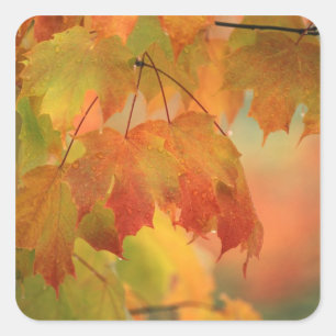 Adesivo Quadrado EUA, Nordeste, Folhas de Maple em Chuva. Crédito 