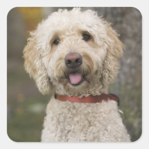 Adesivo Quadrado EUA, Nova Inglaterra, Massachusetts, leitura,