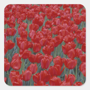 Adesivo Quadrado EUA, Ohio, Cincinnati. Cama de tulipas vermelhas