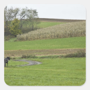 Adesivo Quadrado EUA, Ohio do nordeste. Carrinho de Amish na