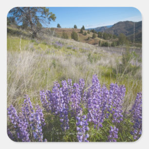 Adesivo Quadrado EUA, Oregon, Mitchell, lupines de florescência