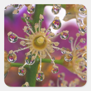 Adesivo Quadrado EUA, Oregon, Portland. As flores do Cosmos reflete