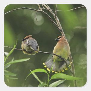 Adesivo Quadrado EUA, Oregon, Portland. Waxwing de cedro masculino