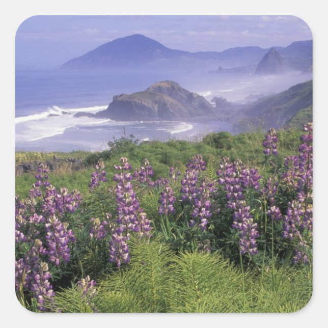 Adesivo Quadrado EUA, Oregon, praia Nesika. Lupine e Oregon (Frente)